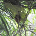 Tarsier Sanctuary, Bohol