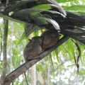 Tarsier Sanctuary, Bohol