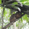 Tarsier Sanctuary, Bohol